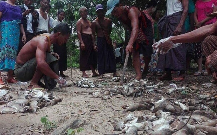 Des Birmans devant des rats tués durant une invasion de rongeurs