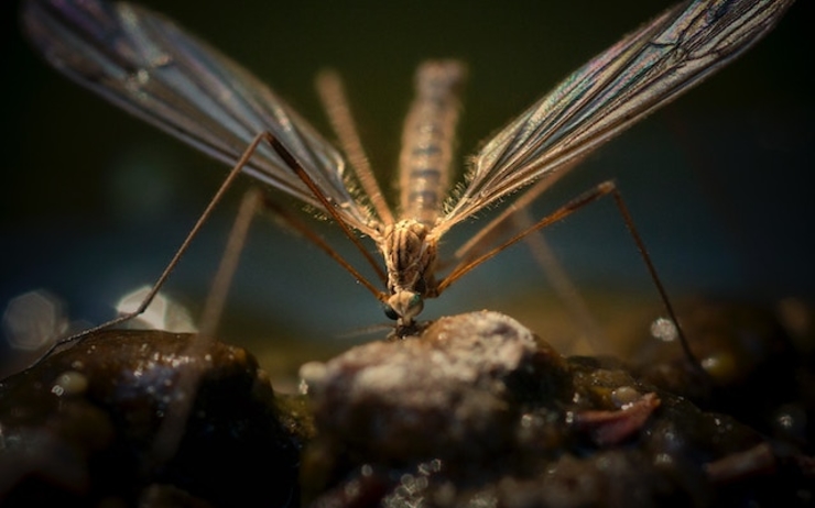 Les résidents des EAU gênés par la prolifération des moustiques dans le pays