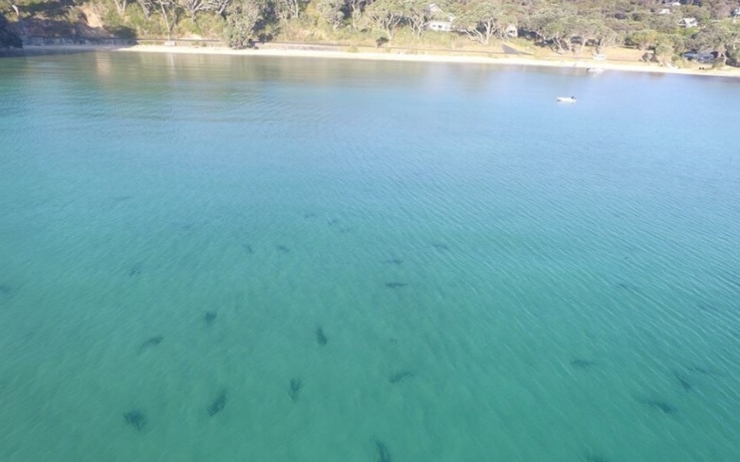 Requins plage NZ
