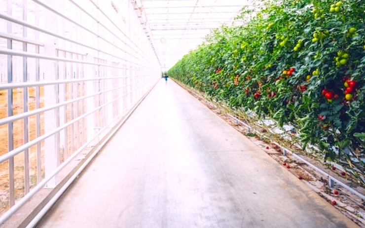 Une entreprise Emiratie va produire 1 tonne de tomates dans le désert