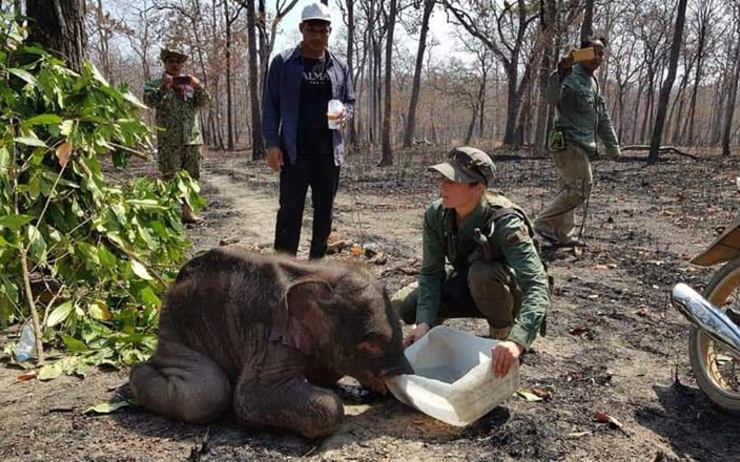 elephanteau mondulkiri mort cambodge