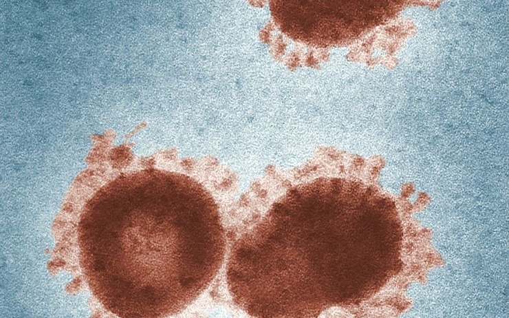 nouveaux cas coronavirus