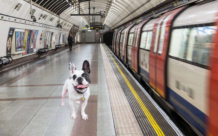 Dog Tube Undergroud chien Londres
