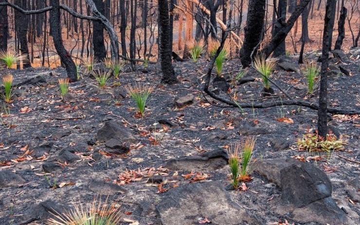 Plantes Australie Incendies
