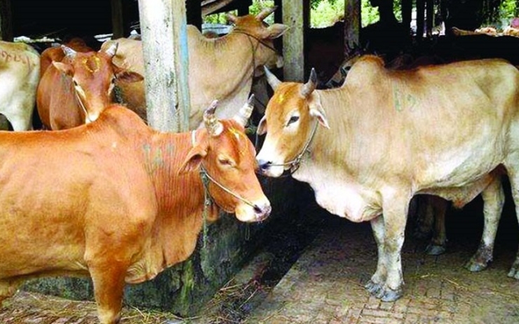 Vaches birmanes
