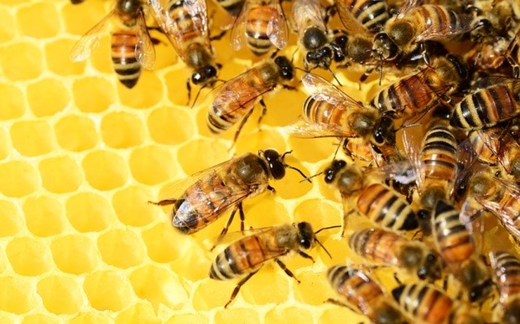 honey-bees-326337_640