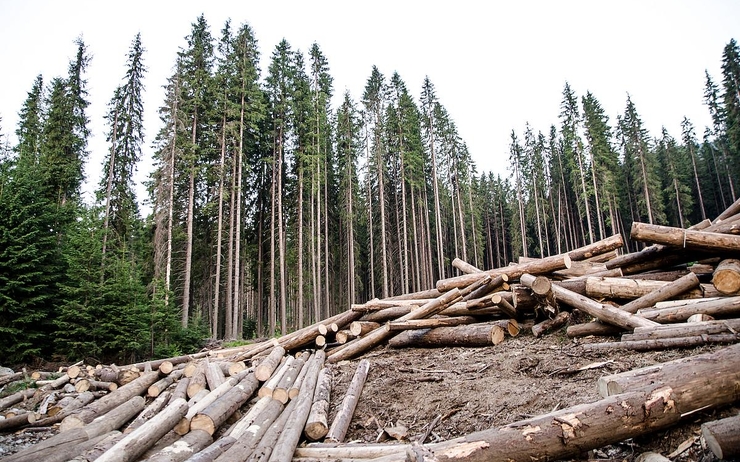 commisson européenne exploitation forestière illégale en roumanie 