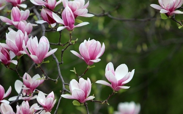 5 idées pour profiter de l'arrivée du printemps bucarest magnolias