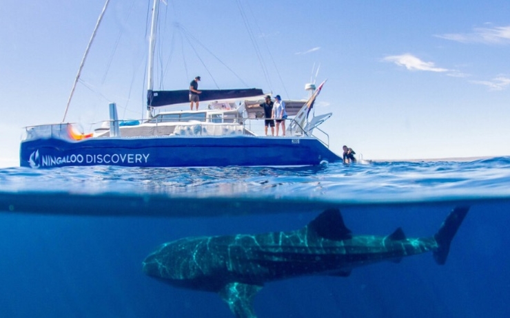 Requin baleine Nouvelle-Zélande
