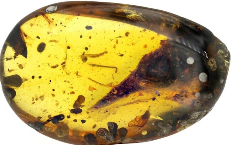 Sur la droite, dans la goutte d'ambre, la tête de Oculudentavis khaungraae, le plus petit dinosaure jamais trouvé