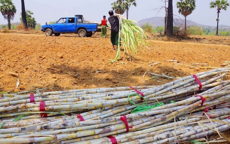 Transport de cannes à sucre en Birmanie