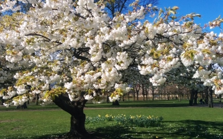cerisier en fleurs printemps Copenhague jardin potager parcs arbres nature 