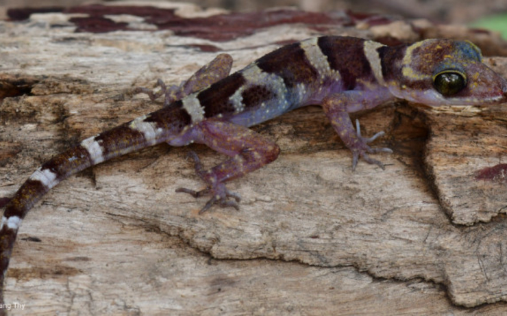 gecko Cyrtodactylus phnomchiensis cambodge