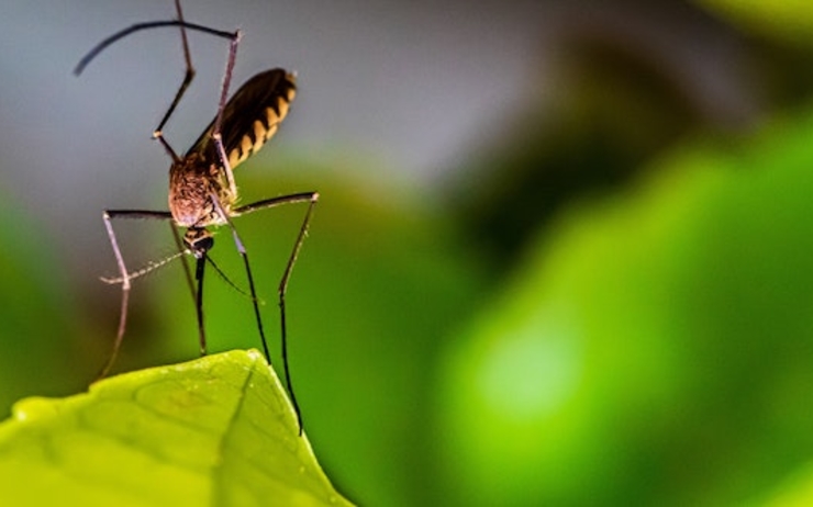 Rester chez soi pour lutter contre le virus…. et aider dans la lutte contre les moustiques