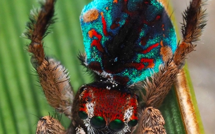 araignées australie