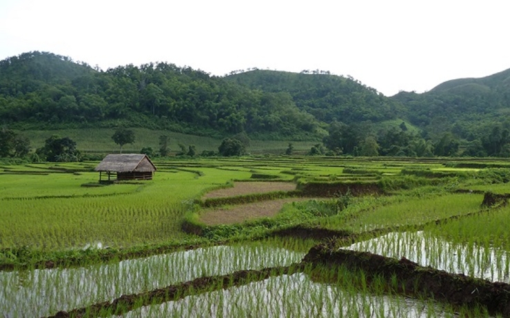 Dans le Shan cette année, certaines rizières ne pourront pas être semées