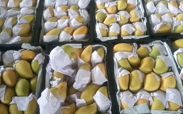 Des mangues de la variété Seintalone en Birmanie