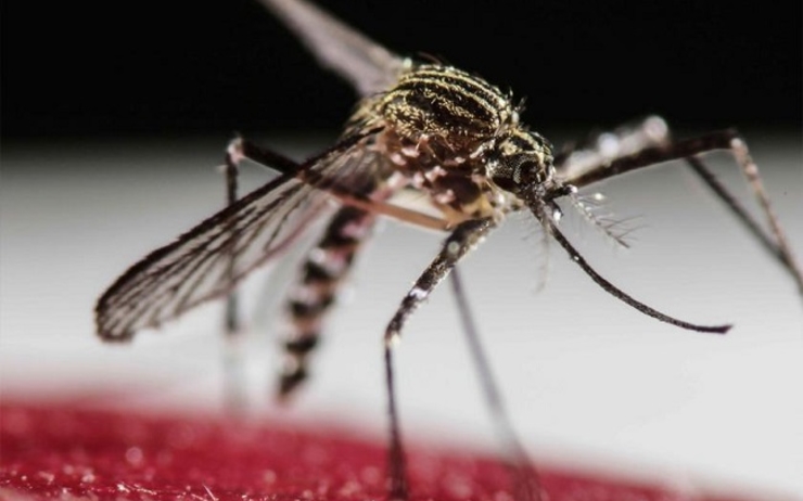 Le virus de la dengue est propagé par des moustiques du genre Aedes