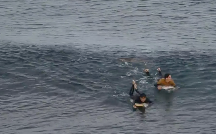 Surfeur français attaque requin Australie