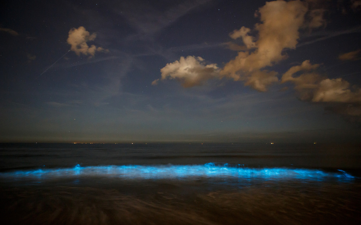 Bioluminescence plages mexicaines
