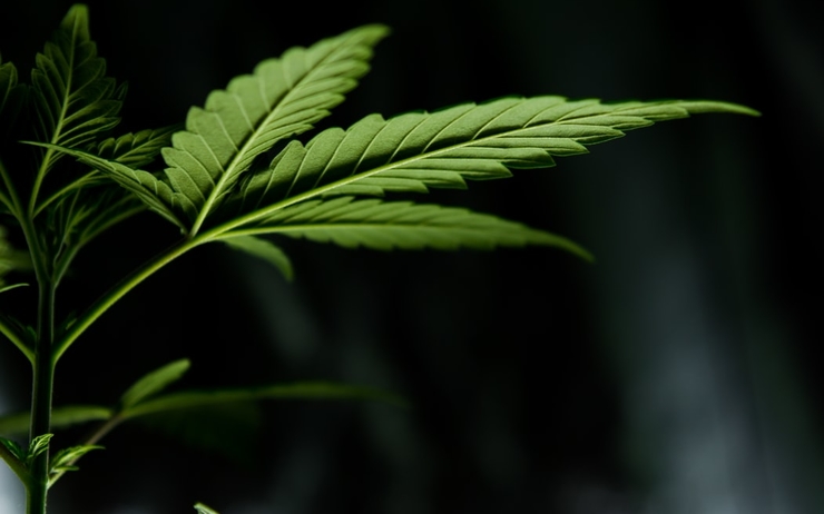 légalisation cannabis weed new zealand referendum loi law