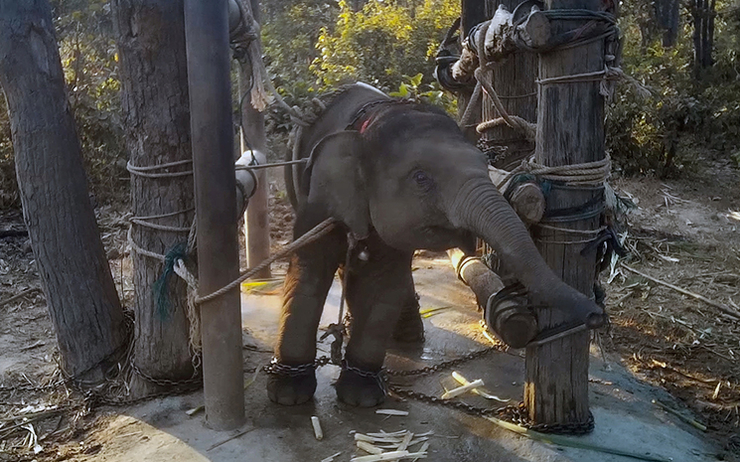 Elephant-Thailande-Torture
