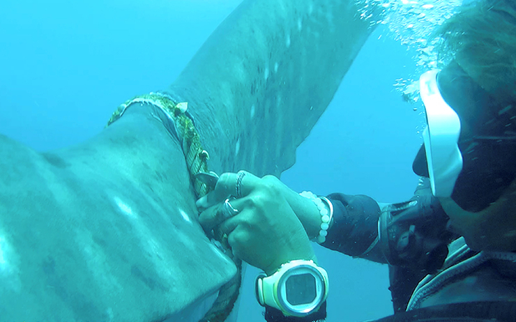 Requin-Baleine-Thailande-secours