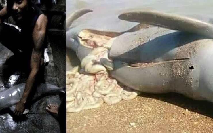 La photo Facebook scandale cadavre récent d'un jeune dauphin Ayeyarwady