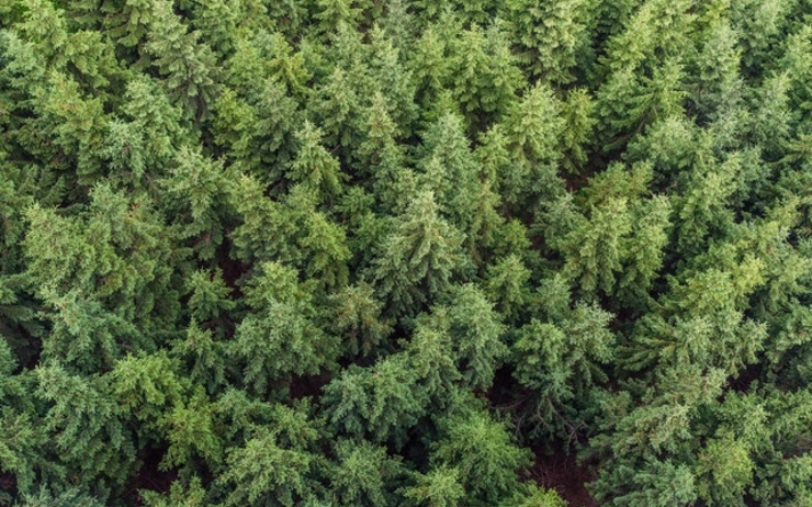 nouveau code forestier environnement roumanie 
