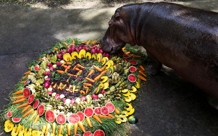 Hippopotame-Thailande-anniversaire