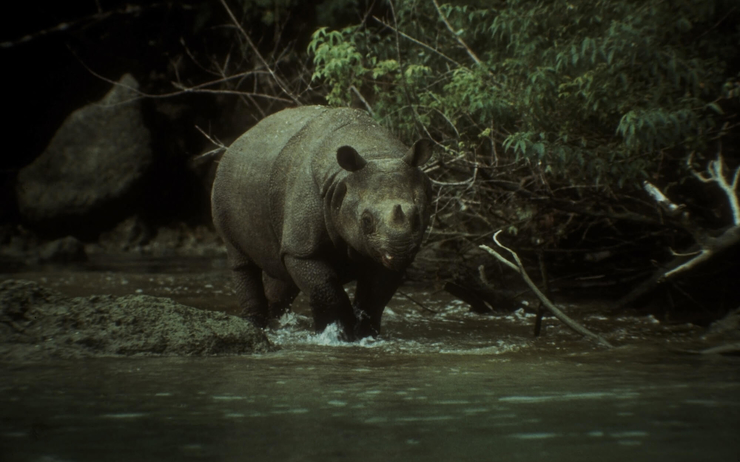 rhinocéros java Indonésie