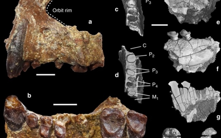 Les restes d'Aseanpithecus myanmarensis