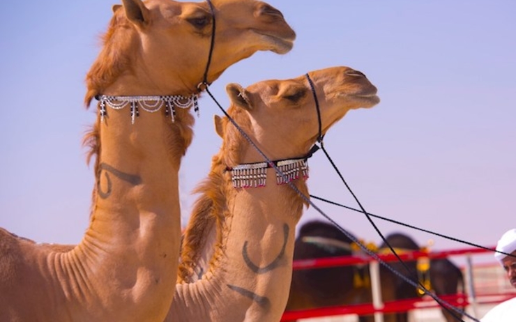Retour des concours de beauté de chameaux 