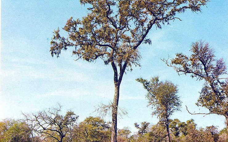quebracho colorado arbre national argentine