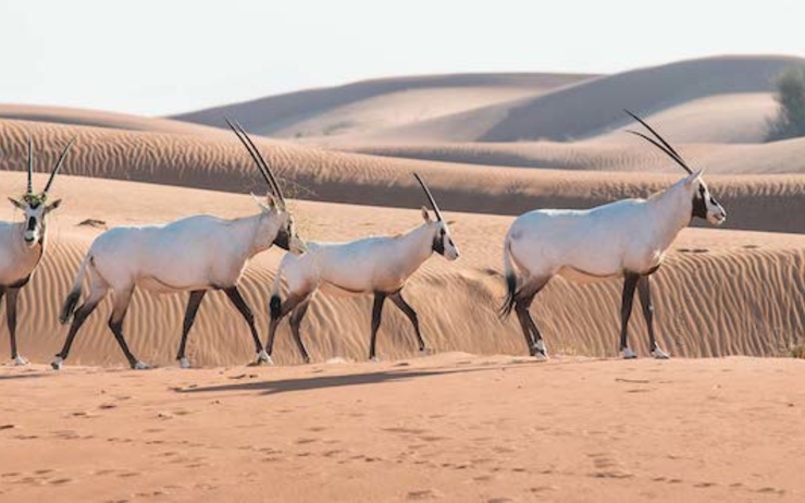Un groupe d’Oryx d’Arabie relâché dans une réserve d’Abu Dhabi