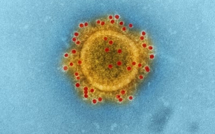 covid-19 virus coronavirus confinement infection visons nouvelle forme mutante 