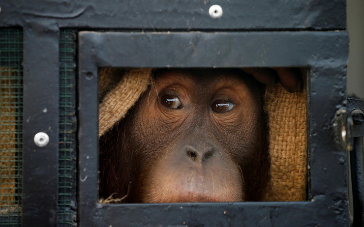 Trafic d'orang outan de sumatra en Thailande