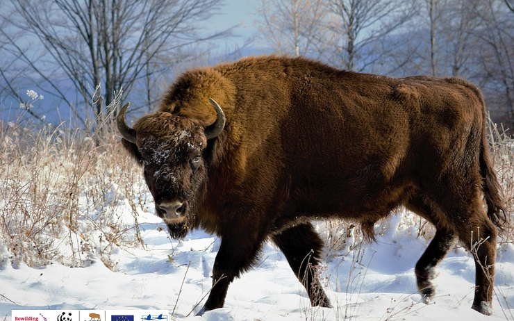 european_bison_-_photo_from_wwf_romania