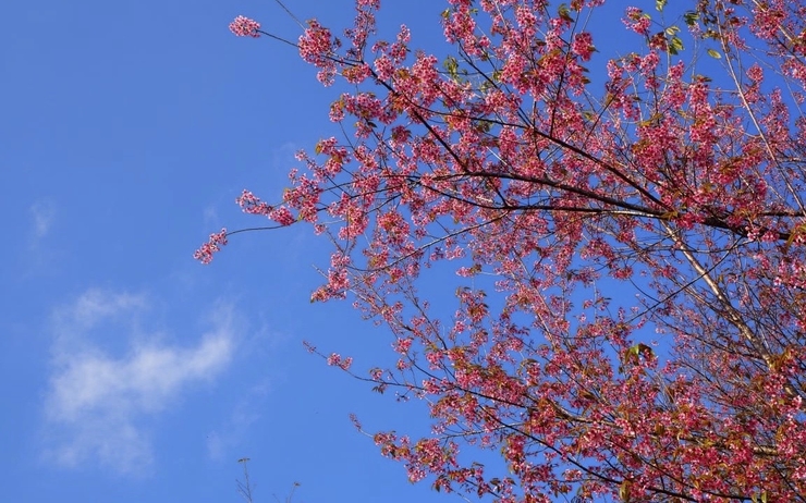 cerisiers en fleurs chiang mai
