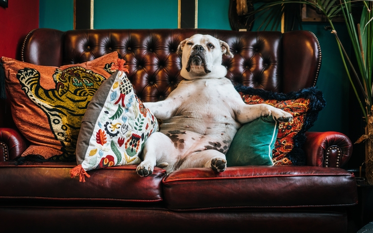 Un chien qui se pavane sur un canapé en cuir