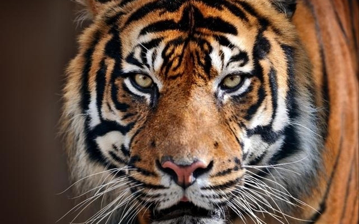Gardienne attaquée tigre zoo Zurich