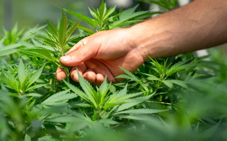 cannabis légalisation nouvelle zélande
