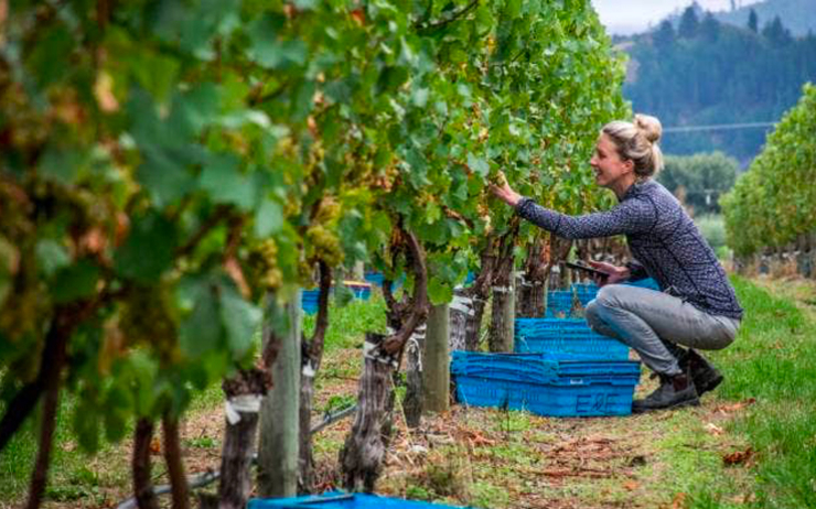 Sophie Parker-Thomson Masters of Wine Nouvelle-Zélande