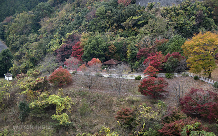 couleurs des feuilles d'automne dans la montagne japonaise