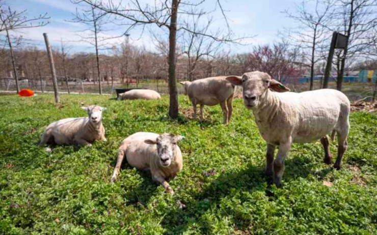 À Governors Island, 5 moutons désherbent naturellement cette île de New York