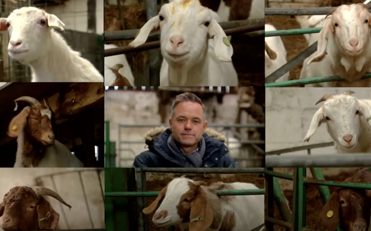 Reporter de 5 news avec des chèvres en Zoom