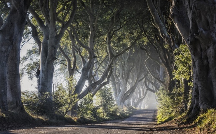 Game of Thrones® - The Dark Hedges - The Kingsroad