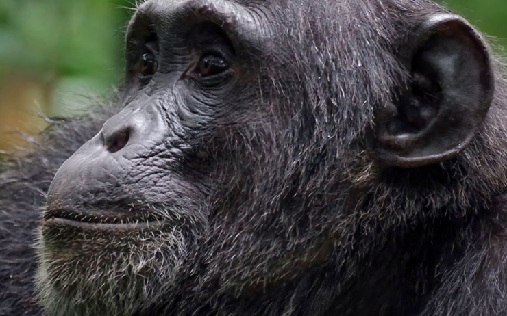 Le chimpanzé Mogli qui est mort au zoo de Sydney 