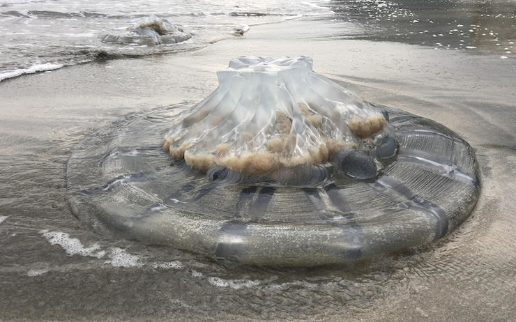 méduse géante échouée sur une plage de Hong Kong
