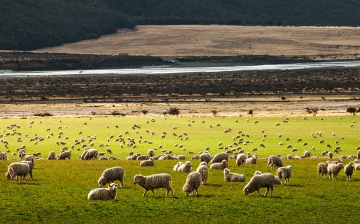 champ avec des moutons en Nouvelle-Zélande